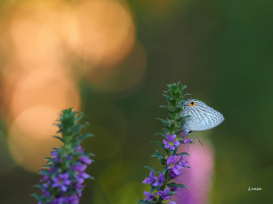 Картинка животные бабочки +мотыльки +моли бабочка цветы фон