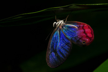 Картинка животные бабочки +мотыльки +моли ночь крылья бабочка