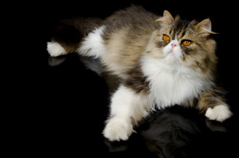 Картинка животные коты лапка перс кот персидская кошка