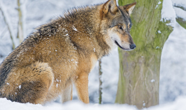 Обои картинки фото животные, волки,  койоты,  шакалы, лес, снег, фон, взгляд, волк