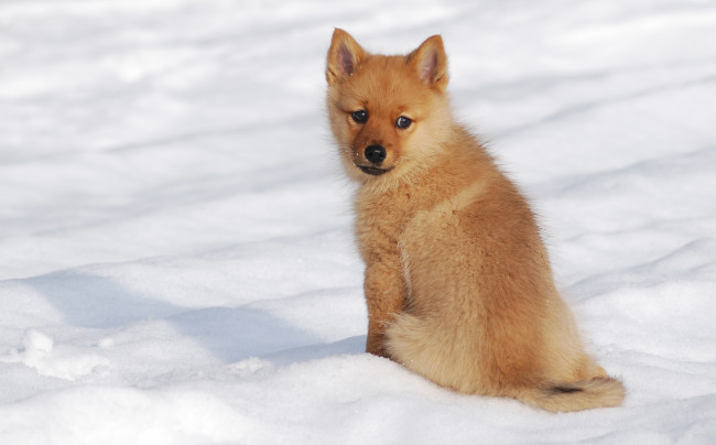 Обои картинки фото животные, собаки, зима, снег, щенок, собака, финский, шпиц