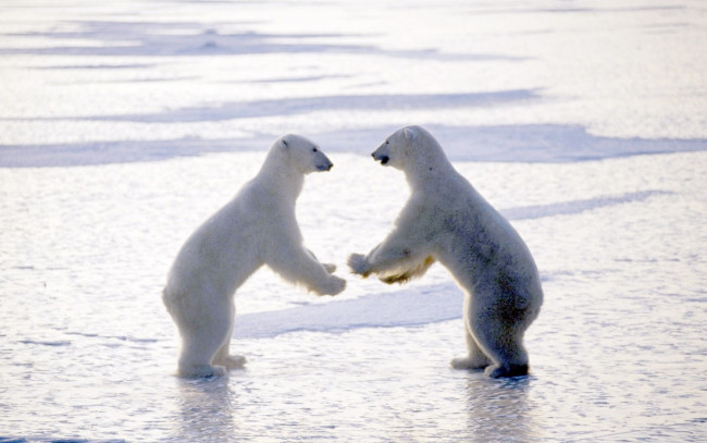 Обои картинки фото животные, медведи, море, полярные, белые, пара