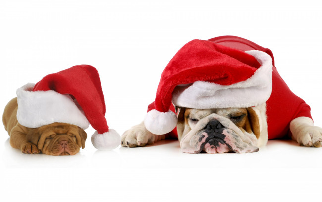 Обои картинки фото животные, собаки, бульдог, щенки, мило, белый, фон, красный, санта, колпаки, праздник, новый, год, спят, двое, пара
