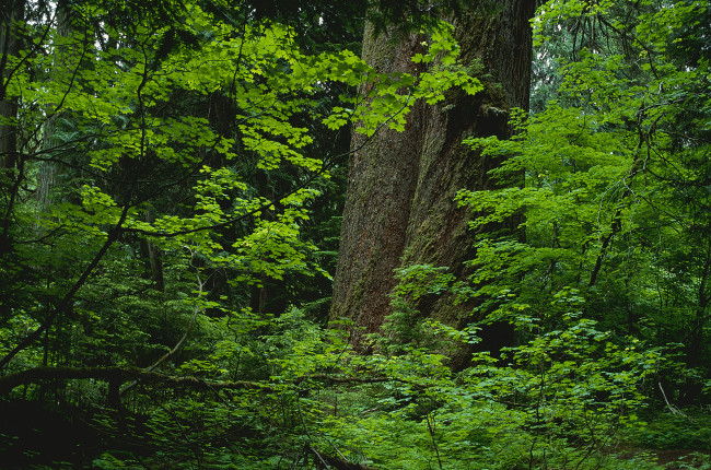 Обои картинки фото природа, лес, деревья, зелень, ствол, подлесок
