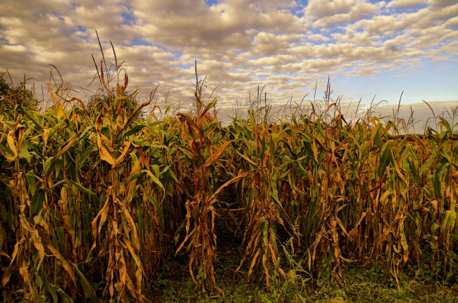 Обои картинки фото природа, поля, кукуруза
