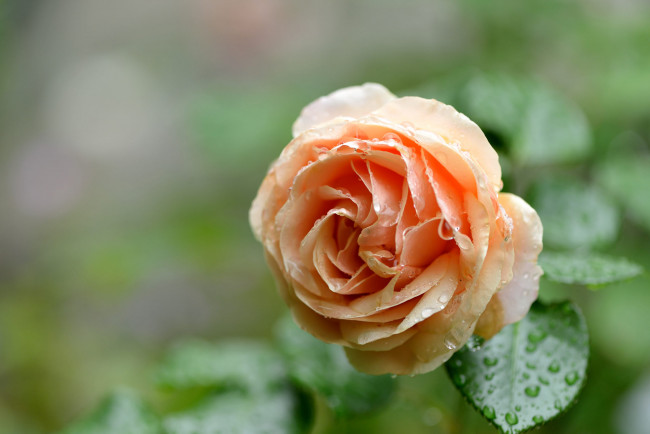 Обои картинки фото цветы, розы, бутон, капли, роза, листья