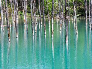 Картинка природа реки озера стволы вода отражение