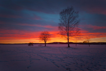 Картинка природа восходы закаты закат деревья снег