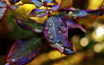 Картинка природа листья капли макро
