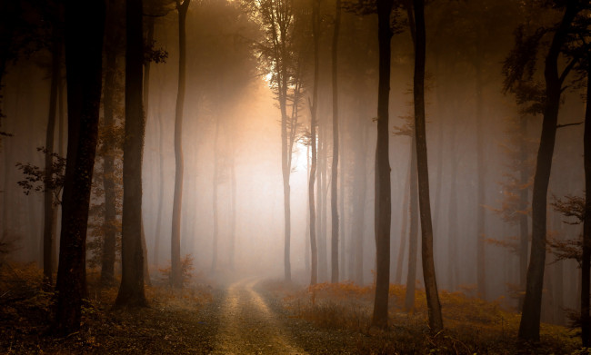 Обои картинки фото природа, дороги, лес, туман