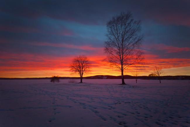 Обои картинки фото природа, восходы, закаты, закат, деревья, снег