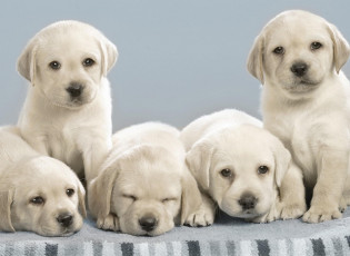 Картинка животные собаки лабрадоры щенки
