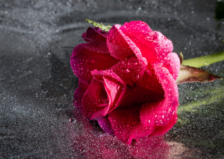 Картинка цветы розы капли лепестки бутон