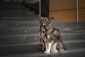 Картинка животные собаки собака город морда держит в зубах бордер-колли сидит поводок лестница ступени взгляд