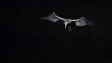Картинка животные олуши фон птица полёт