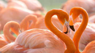 Картинка животные фламинго пара портрет сердце фон птицы любовь и дитя заката шеи розовый яркое оперение дикая природа влюбленные