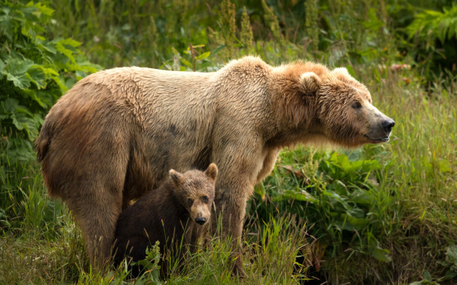 Обои картинки фото животные, медведи, морды, два, парочка, медведица, дитя, материнство, мать, медведя, бурые, зелень, медвежонок, пара, поза, природа, листья, медведь, малыш, лето, взгляд, трава