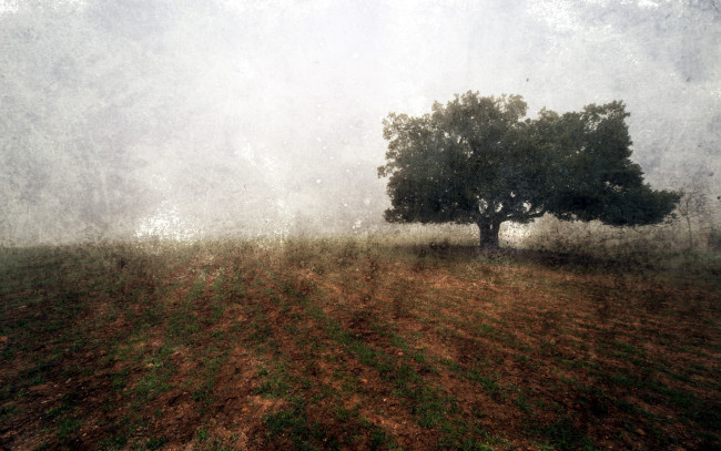 Обои картинки фото разное, компьютерный дизайн, поле, туман, дерево