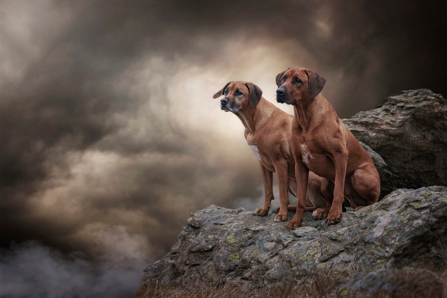 Обои картинки фото животные, собаки, пара, высота, две, дым, вместе, скалы, обрыв, фон, камни, поза, природа, тучи, облака, взгляд, небо