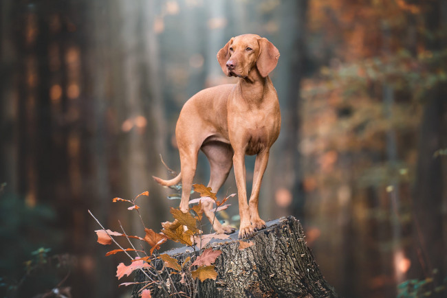 Обои картинки фото животные, собаки, веймаранер, коричневая, собака, пень, поза, взгляд, осень