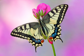 Картинка makhaon животные бабочки +мотыльки +моли бабочка махаон чешуекрылые парусники хвостоносцы махаоны насекомые