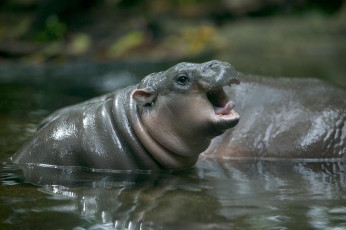 Картинка бегемотик животные бегемоты детёныш бегемот hippopotamus млекопитающие китопарнокопытные бегемотовые клыки пасть вода