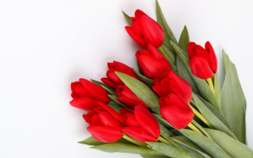 обоя цветы, тюльпаны, красные
