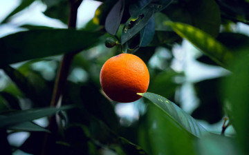 Картинка природа плоды апельсин