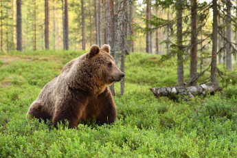 Картинка медведь животные медведи хищник бурый лес