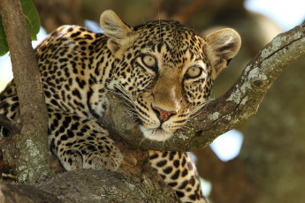 Картинка животные леопарды взгляд морда дерево хищник леопард дикая кошка