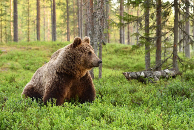Обои картинки фото медведь, животные, медведи, хищник, бурый, лес