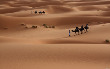 Картинка разное люди пустыня верблюды караван