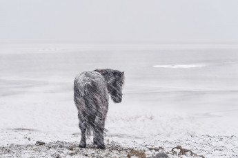 Картинка животные лошади холод зима пейзаж снег ветер