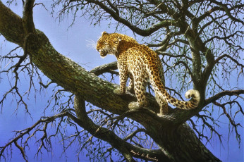 Картинка рисованное животные +ягуары +леопарды леопард дерево ветки