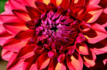 Картинка цветы георгины красный лепестки макро