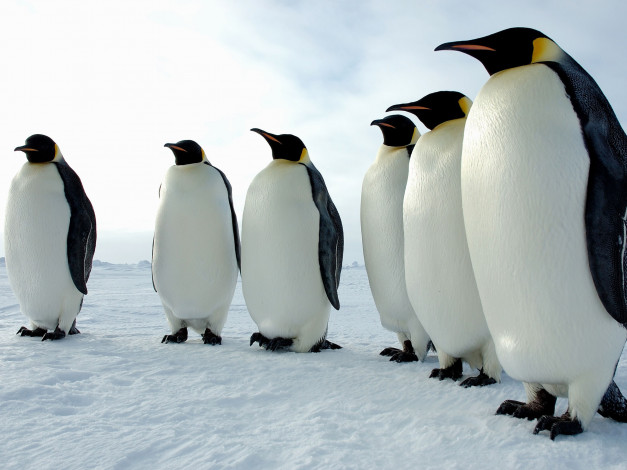 Обои картинки фото животные, пингвины, императорские