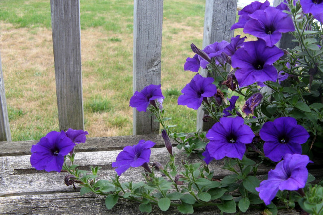 Обои картинки фото цветы, петунии, калибрахоа, забор, фиолетовый