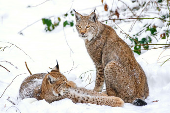 Картинка животные рыси отдых снег кошки