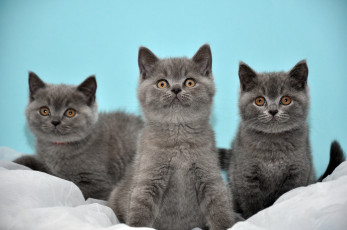 Картинка животные коты котята серые бирюзовый фон британские трое