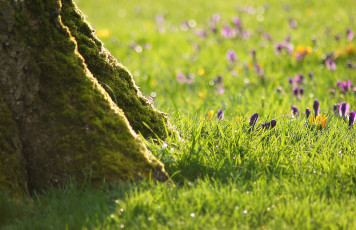 Картинка природа луга крокусы трава цветы дерево