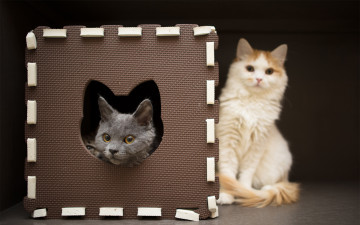 Картинка животные коты игра морда домик фокус размытость кошки