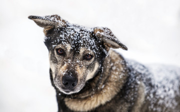 Картинка животные собаки зима снег собака взгляд