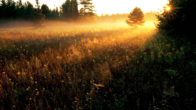 Обои картинки фото природа, восходы, закаты, трава, луг, лес, рассвет