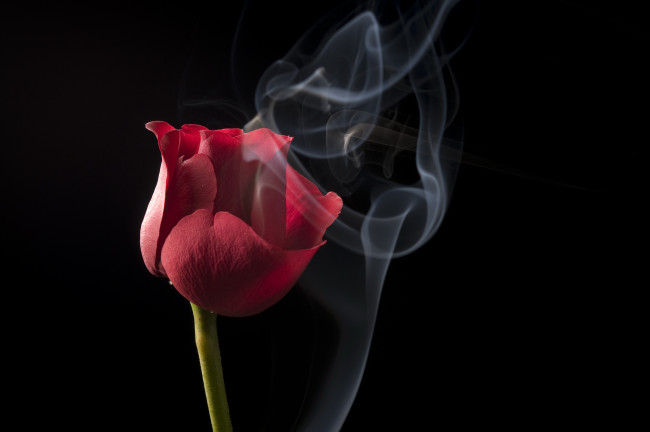 Обои картинки фото цветы, розы, фон, черный, дым, красная, роза