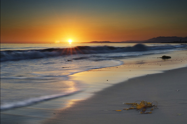 Обои картинки фото sunset, природа, восходы, закаты, водоросли, пляж, закат, океан