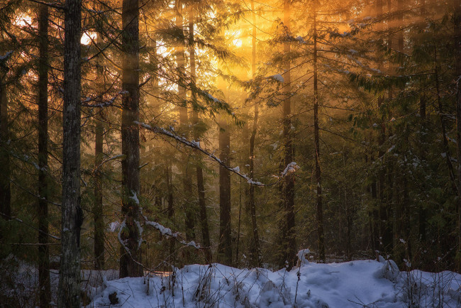 Обои картинки фото природа, лес, зима, снег, свет