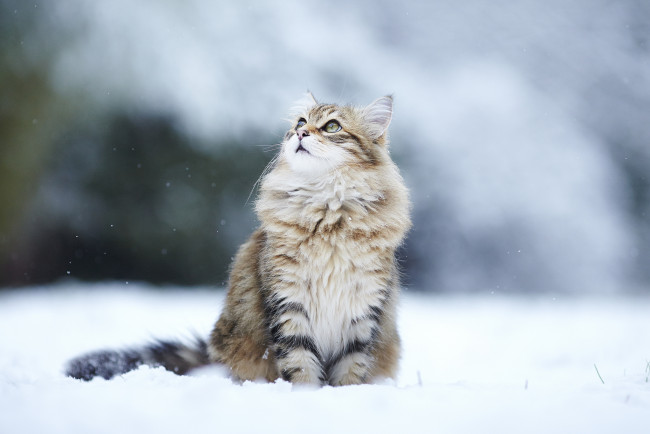 Обои картинки фото животные, коты, снег, зима, кошка, взгляд, пушистая