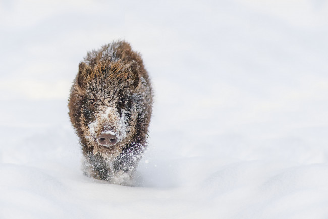 Обои картинки фото животные, свиньи, кабаны, кабанчик, снег