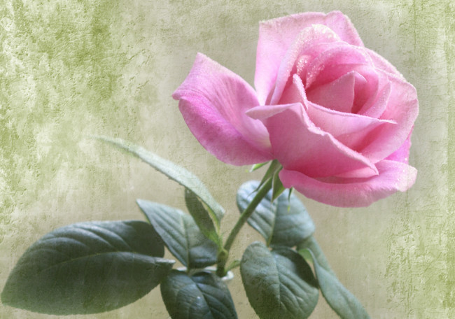 Обои картинки фото цветы, розы, розовый, винтаж