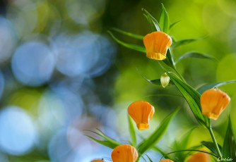 Картинка цветы сандерсония+ золотой+ландыш сандерсония